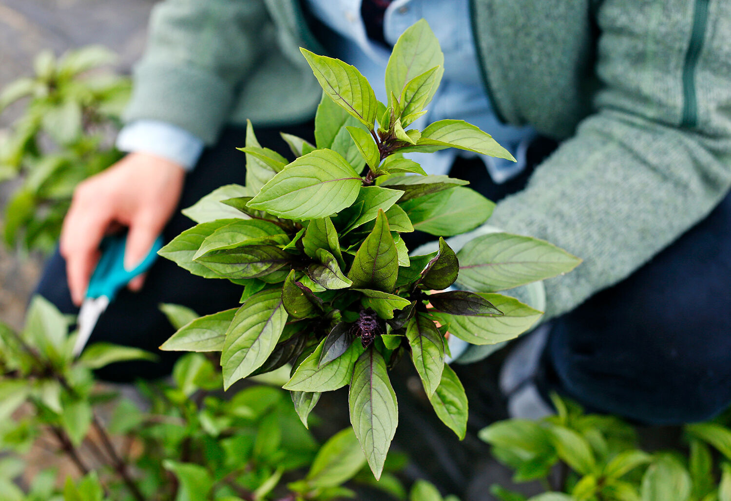 Cinnamon basil